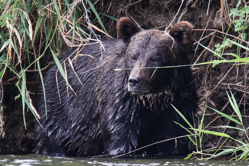 Grizzly Bear adult female Day 4