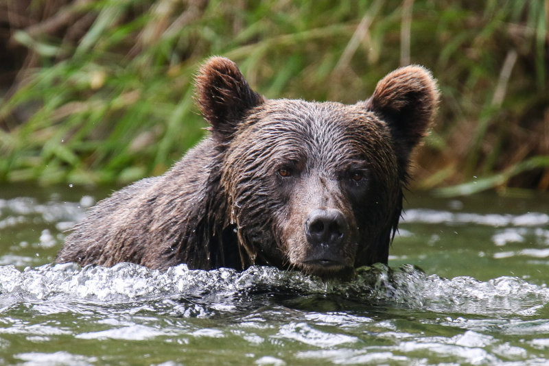 Grizzly Bear adult female Tweedsmuir Park BC