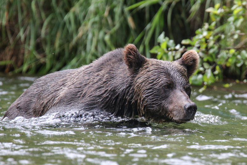 Grizzly Bear adult female Day 4