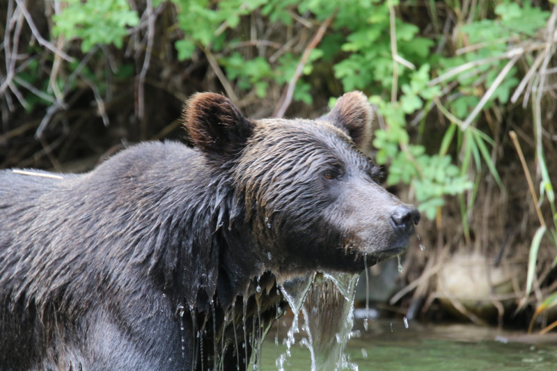 Grizzly Bear adult female Day 4
