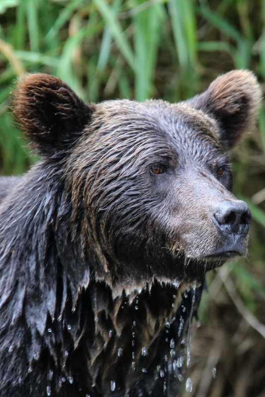 Grizzly Bear adult female Day 4