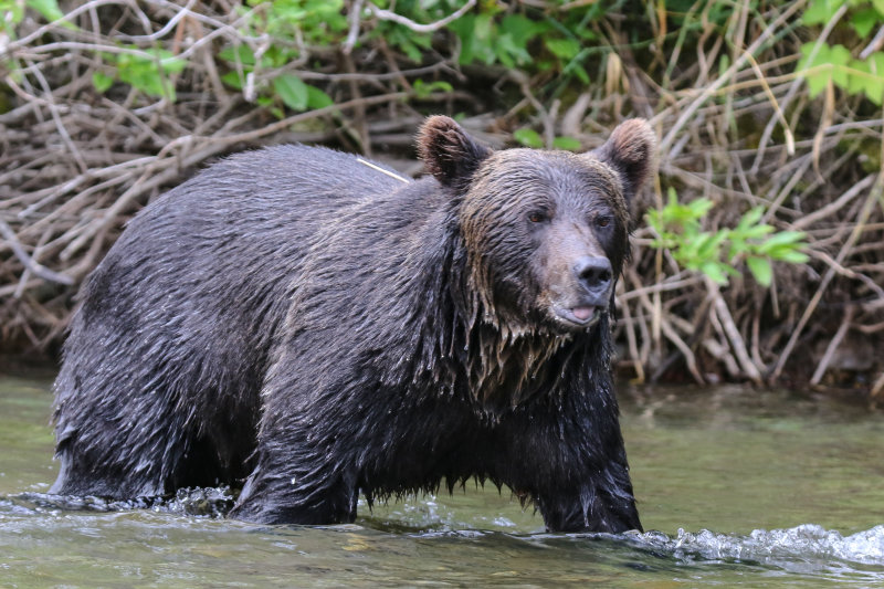 Grizzly Bear adult female Day 4