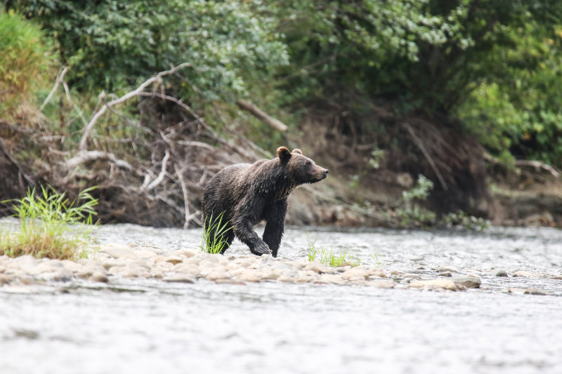 Grizzly Bear adult female Day 4