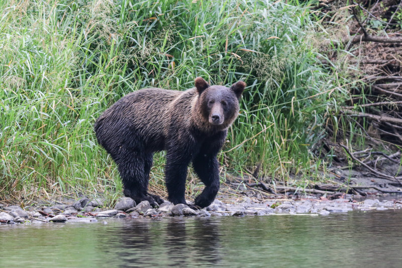 Grizzly Bear sub-adult Day 3
