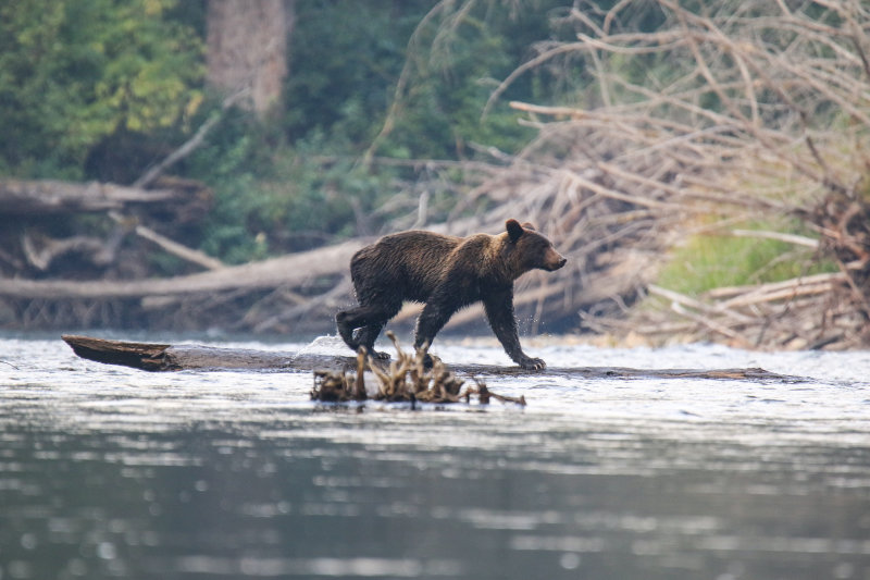 Grizzly Bear sub-adult Day 3