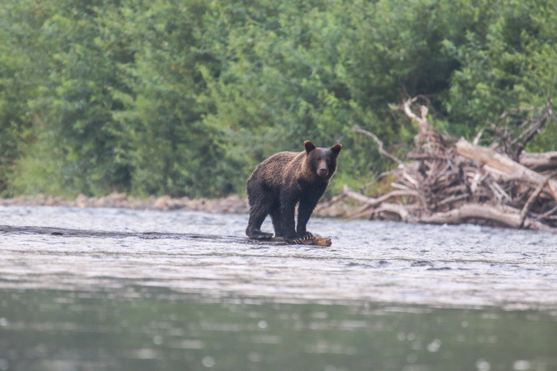 Grizzly Bear BC Day 3-4.jpg