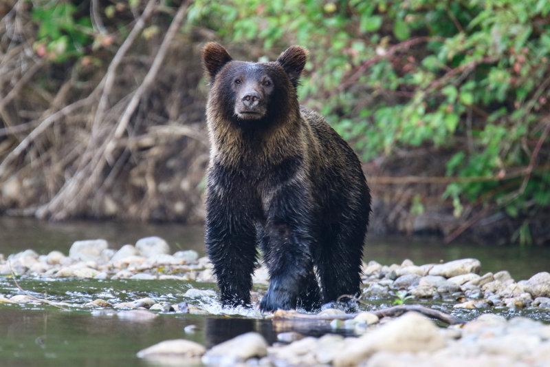 Grizzly Bear sub-adult Day 3