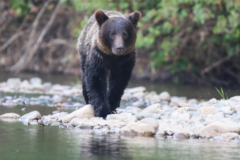 Grizzly Bear sub-adult Day 3