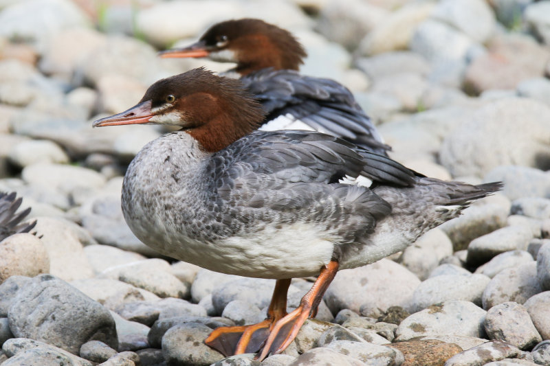 Common Merganser Day 3