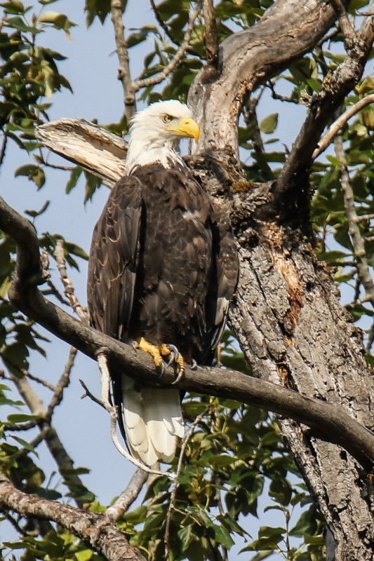 Bald Eagle Day 3