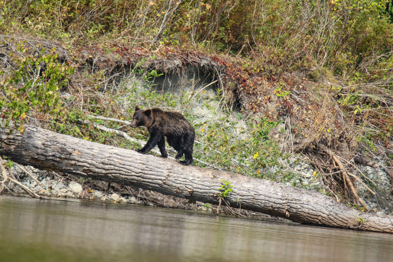 Grizzly Bear sub-adult Day 3
