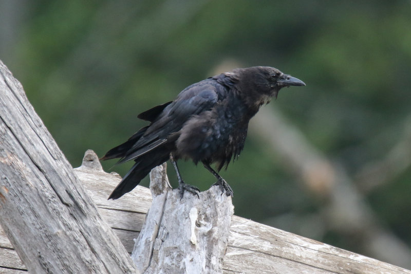 Northwestern Crow