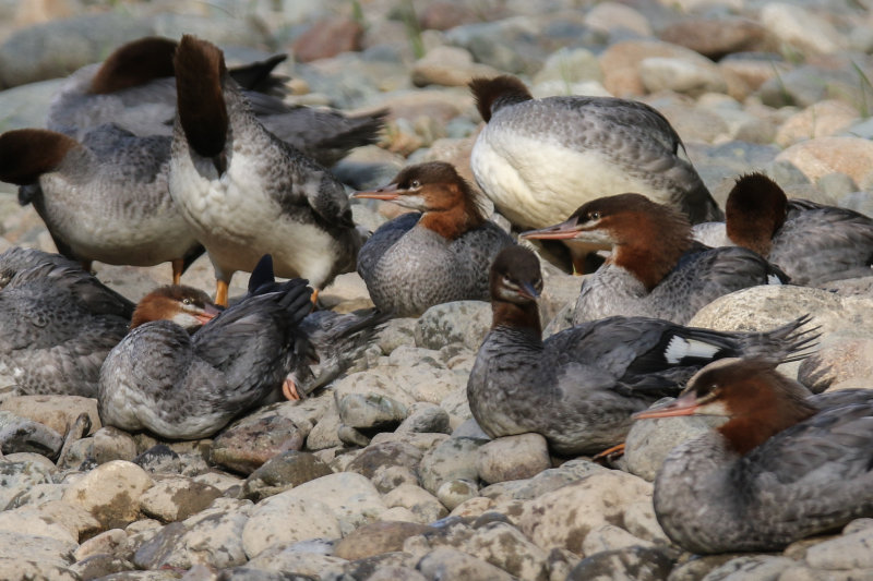 Common Merganser Day 3