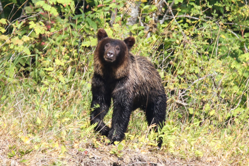 Grizzly Bear sub-adult Day 3