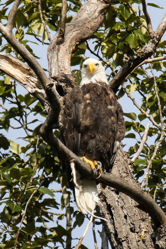 Bald Eagle Day 3