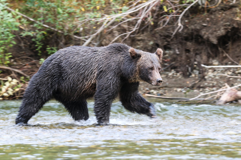 Grizzly Bear Day 1