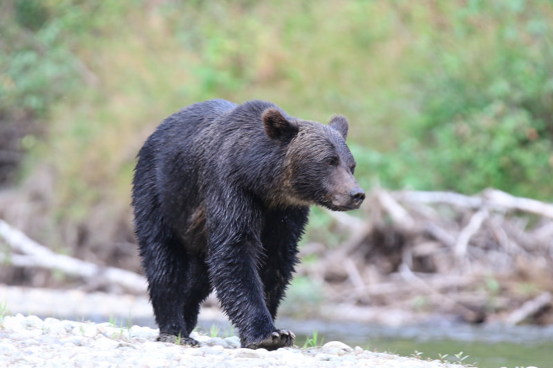 Grizzly Bear Day 1