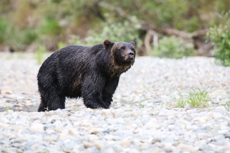 2018 Grizzly Bear BC D1