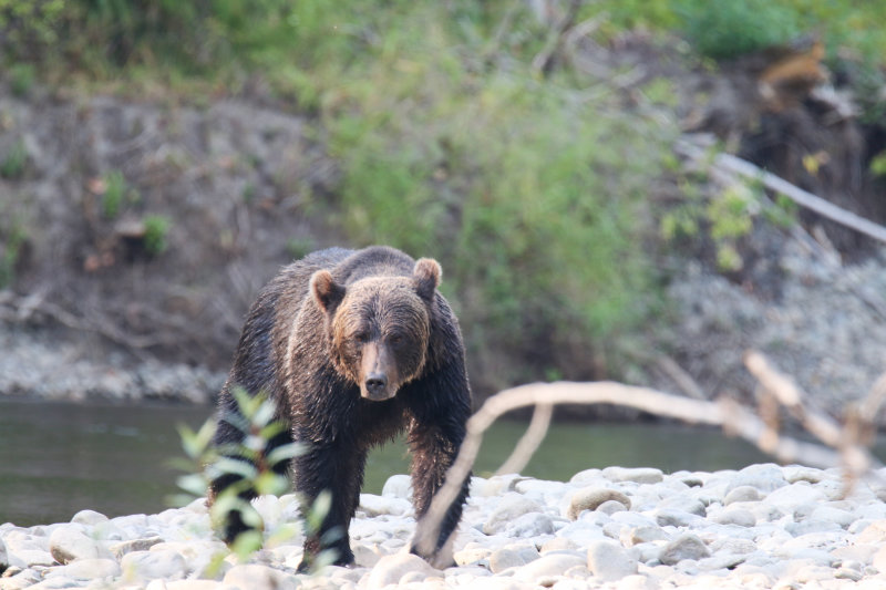 2018 Grizzly Bear BC D2