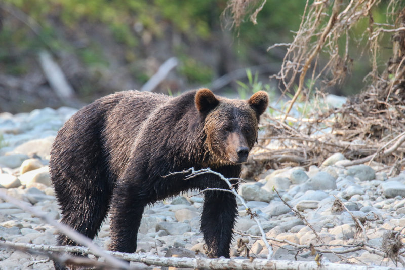 2018 Grizzly Bear BC D2