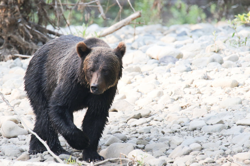 2018 Grizzly Bear BC D2