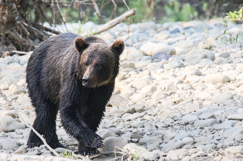 2018 Grizzly Bear BC D2
