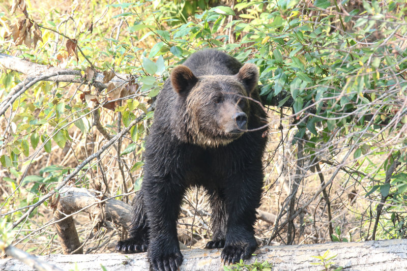 2018 Grizzly Bear BC D2