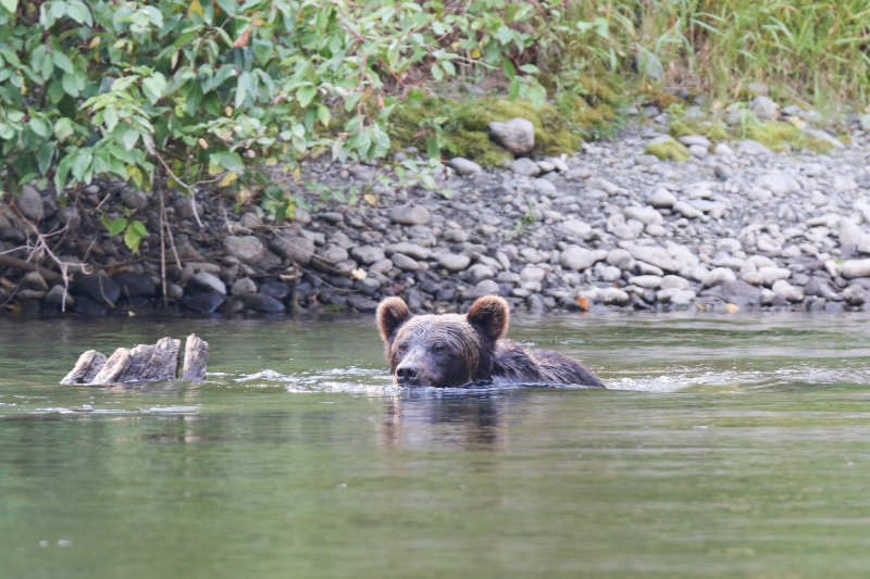 2018 Grizzly Bear BC Additional-14.jpg