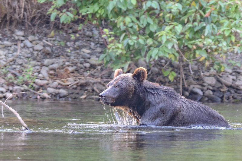 2018 Grizzly Bear BC D2