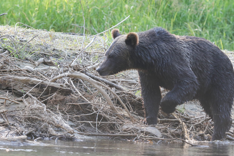 2018 Grizzly Bear BC D2
