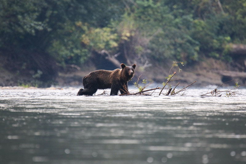 2018 Grizzly Bear BC D3