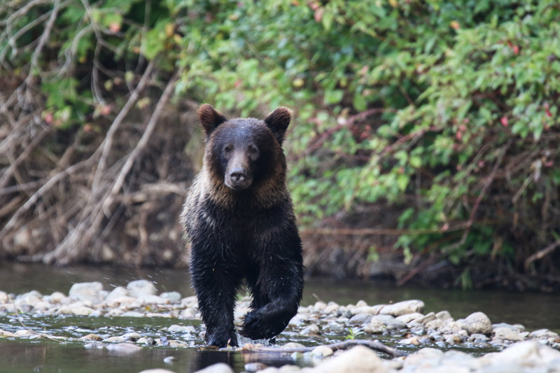 2018 Grizzly Bear BC D3