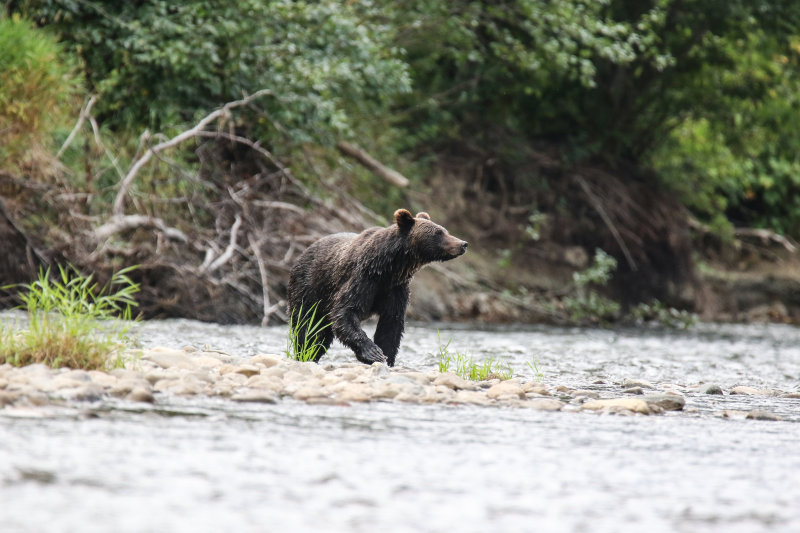 2018 Grizzly Bear BC D4