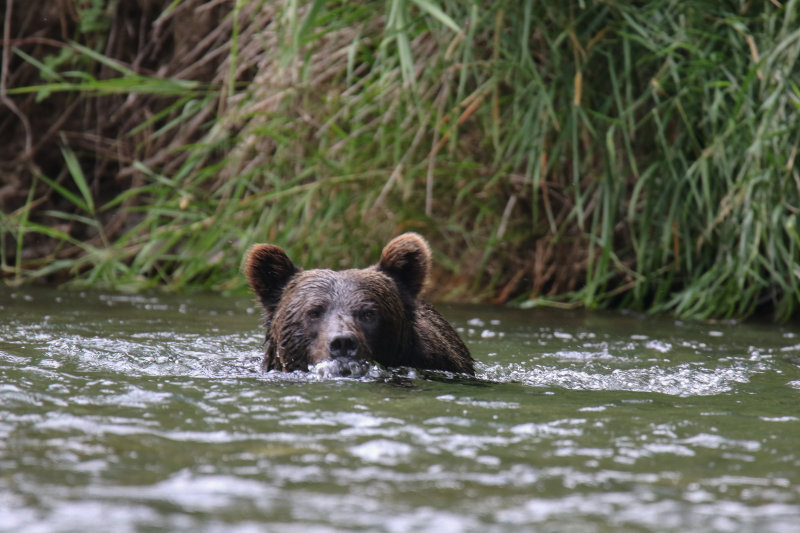 2018 Grizzly Bear BC D4