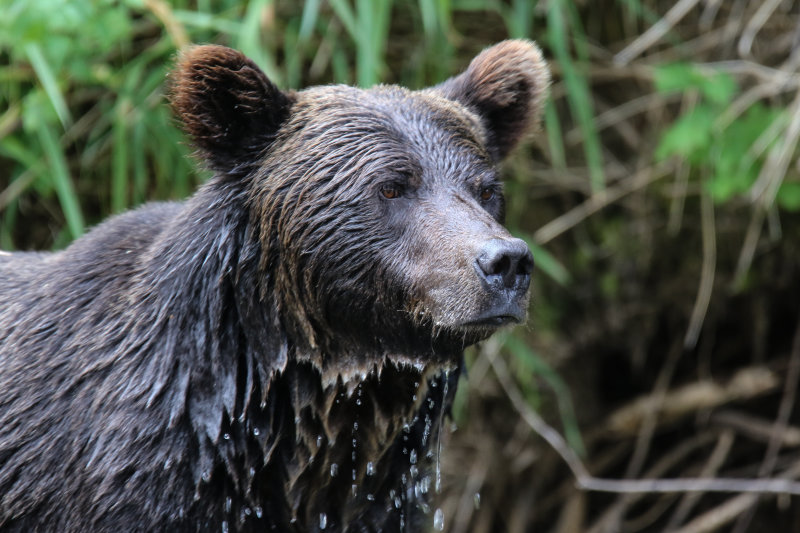 2018 Grizzly Bear BC D4