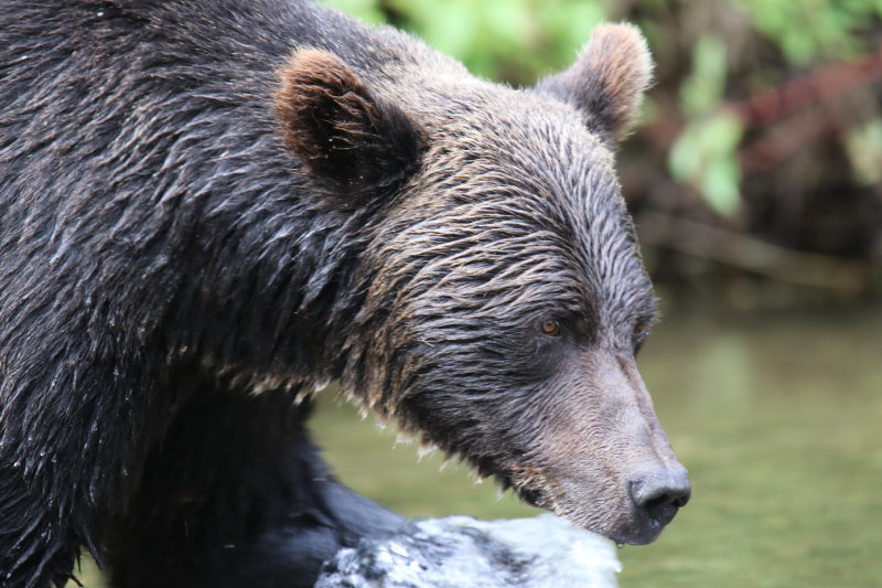 2018 Grizzly Bear BC D4