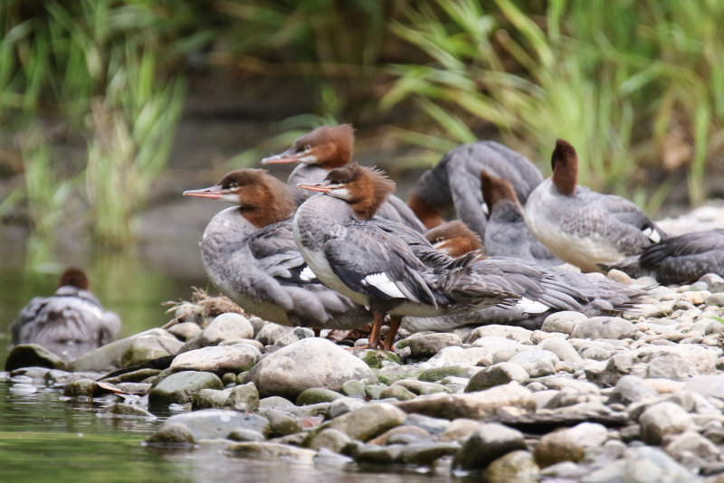 2018 Mergansers