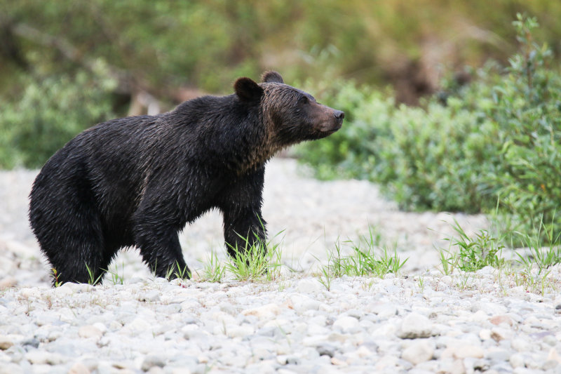 2018 Grizzly Bear BC Day 1