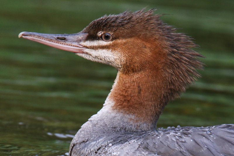 2018 Merganser Day 1+ .jpg