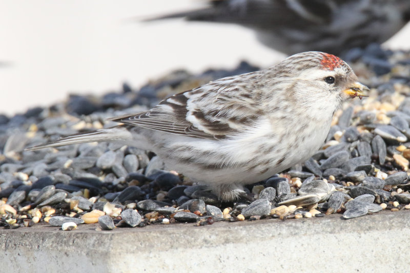 Hoary Redpoll