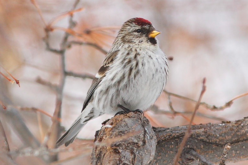 Common Redpoll