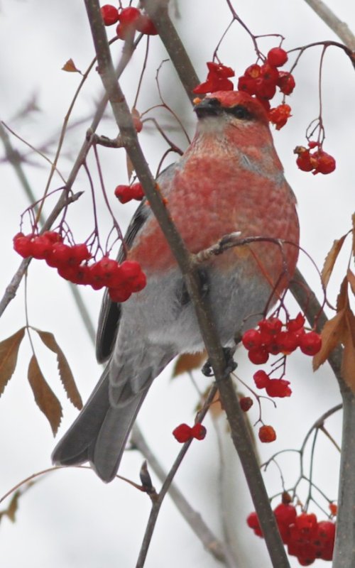 Pine Grosbeak (male)
