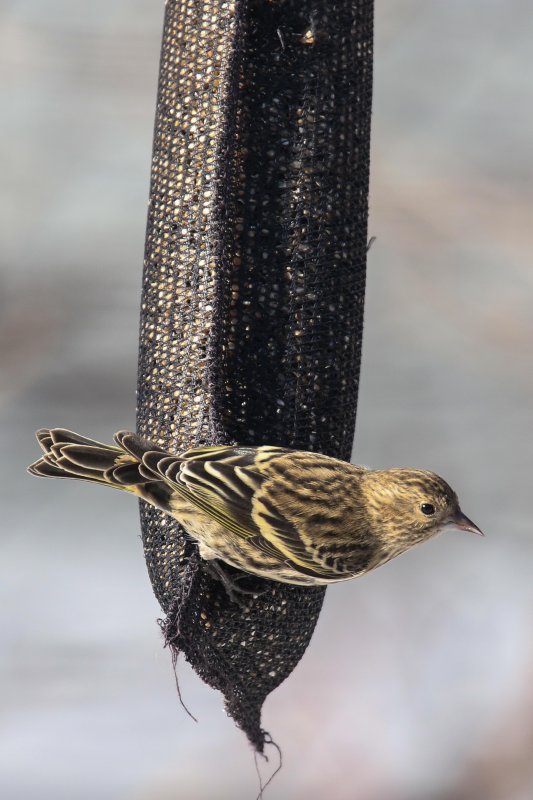 Pine Siskin