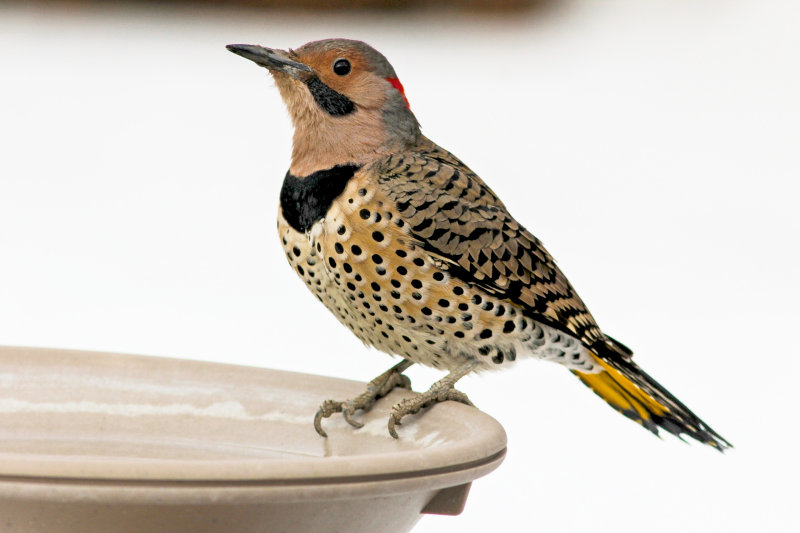 Northern Flicker (male, yellow-shafted)