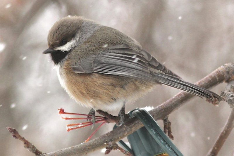 Boreal Chickadee 