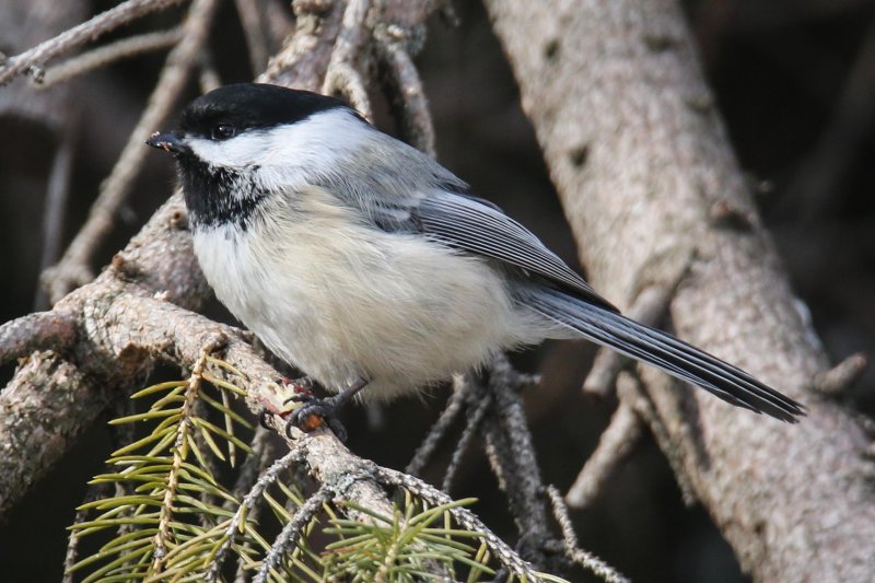Black-capped Chickadee