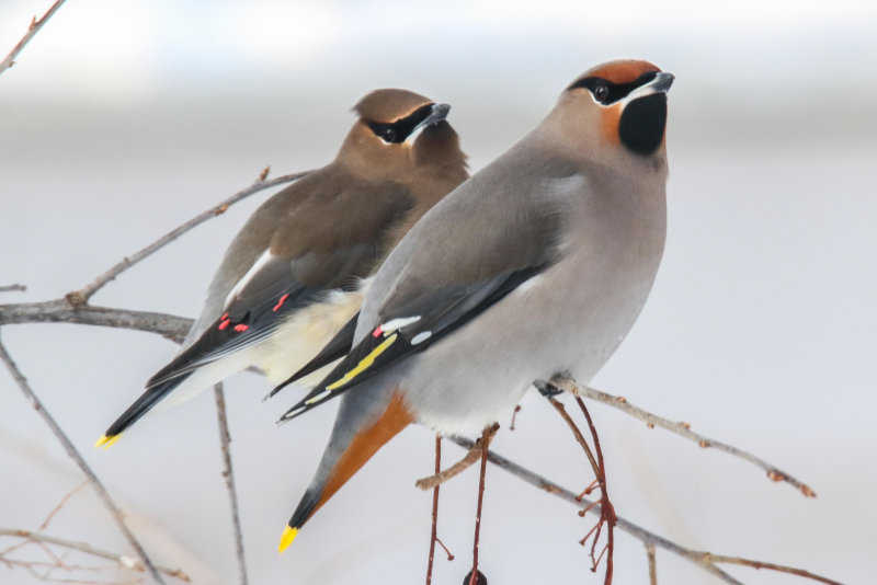 Cedar and Bohemian Waxwing side by side