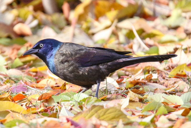Common Grackle #49