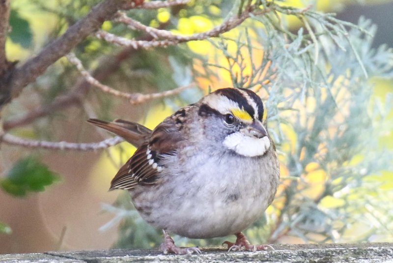 White-throated Sparrow