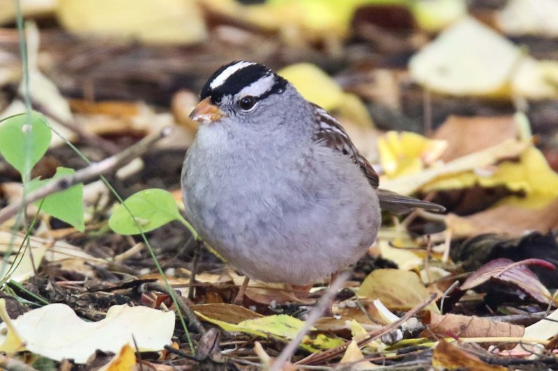 White-crowned Sparrow